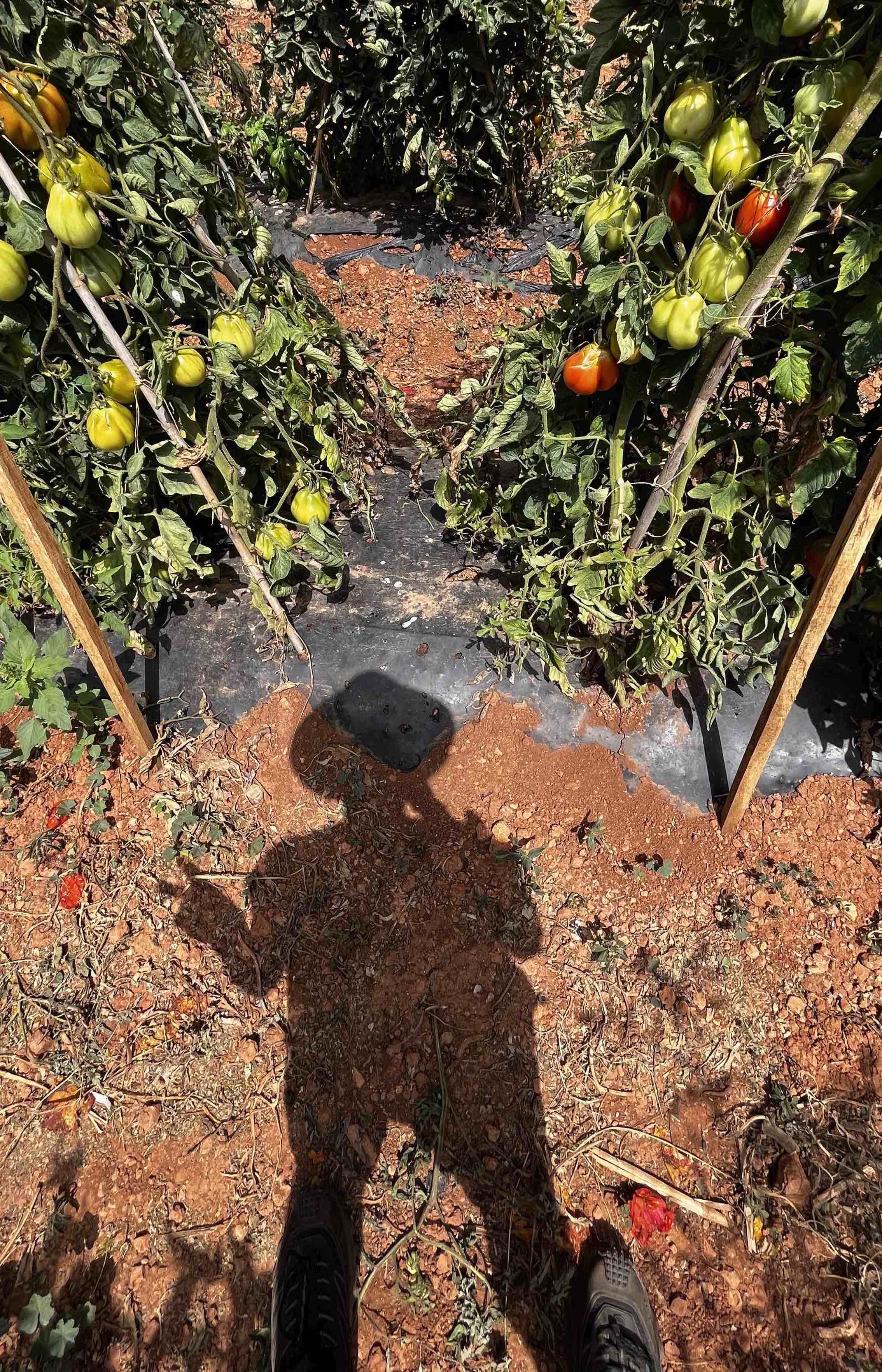 peace_farm