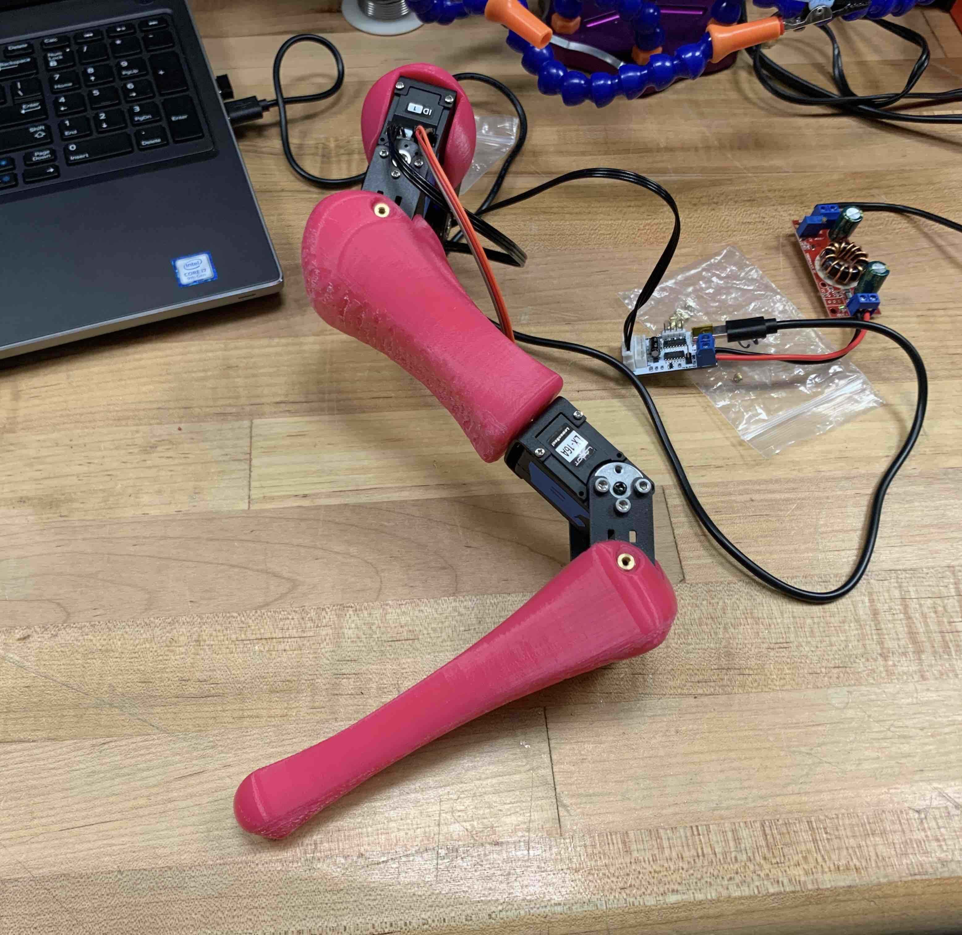 leg